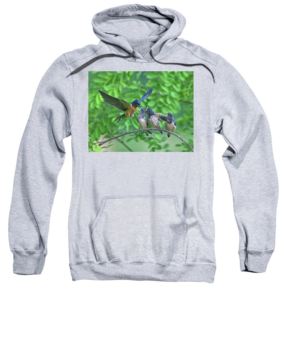 Swallows Sweatshirt featuring the photograph Barn Swallow Feeding by William Jobes