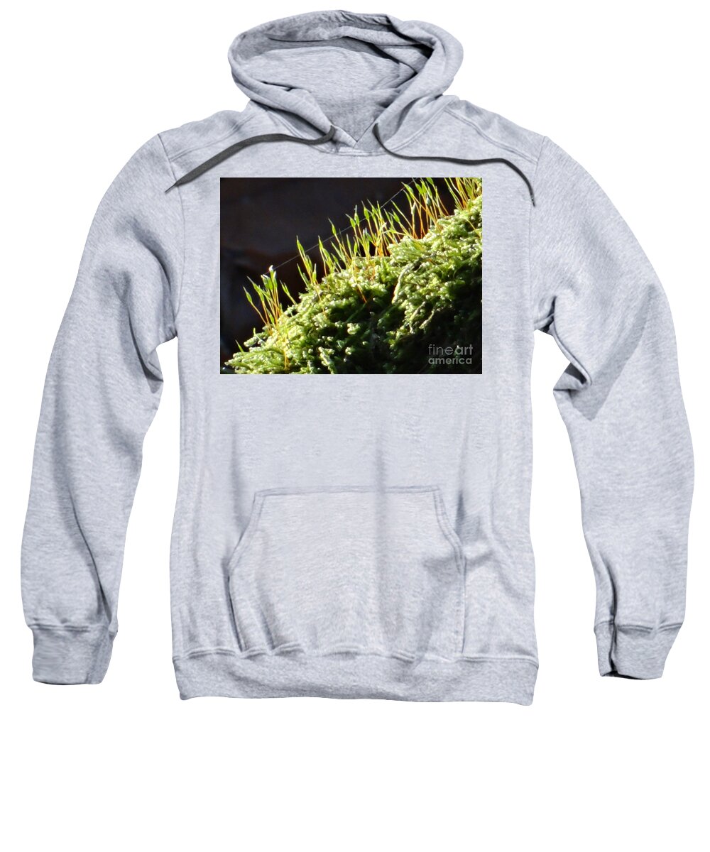 Moss Sweatshirt featuring the photograph Beautiful moss in sunlight by Karin Ravasio