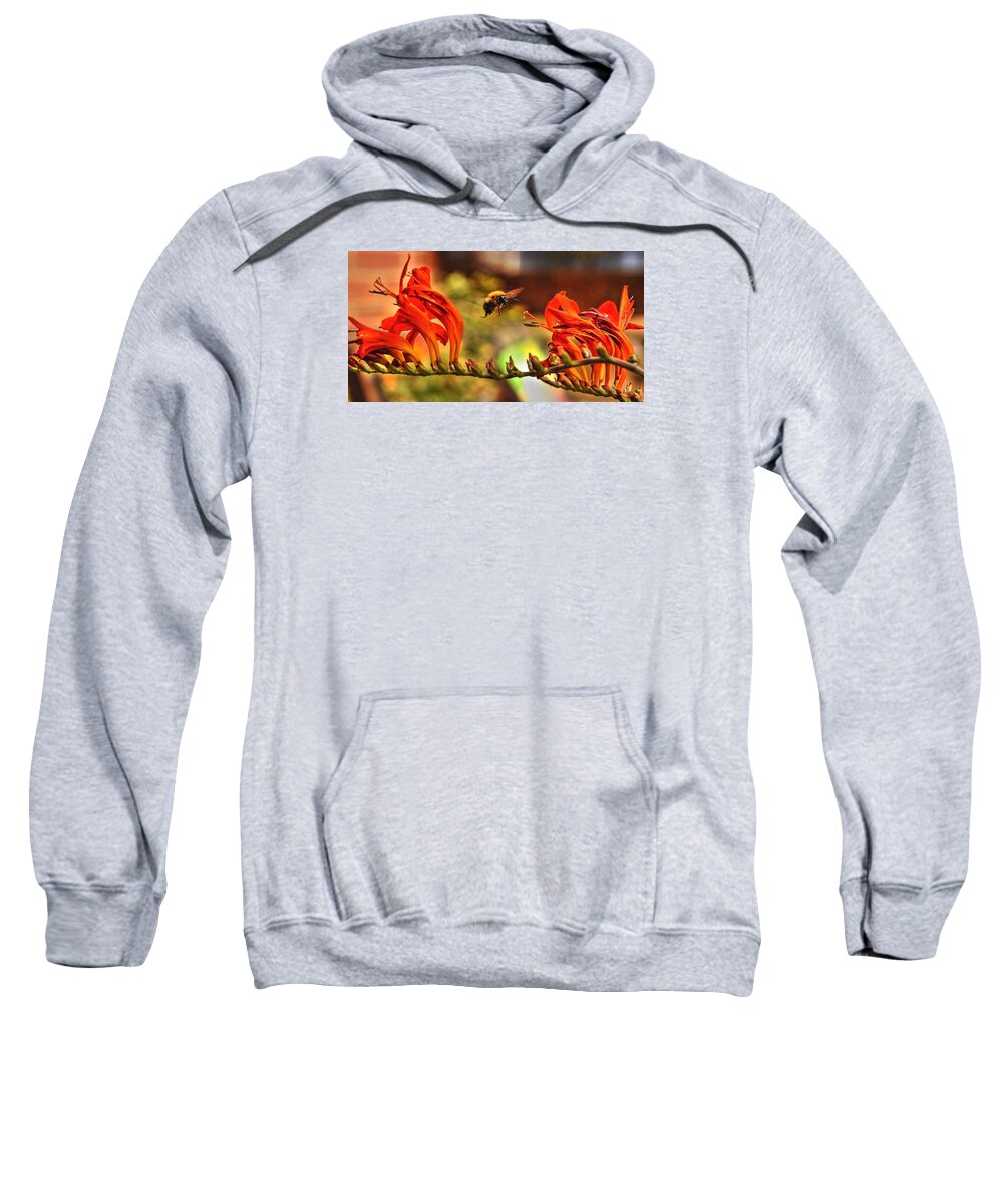 Bee Honey Flowers Flower Crocosmia Nature Wildlife Insect Wings Flying Red Yellow Green Sweatshirt featuring the photograph Bee and Crocosmia by Jeff Townsend