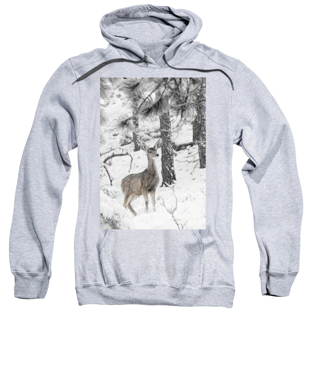 Animals Sweatshirt featuring the photograph Black and White Mule Deer in Heavy Snowfall by Steven Krull
