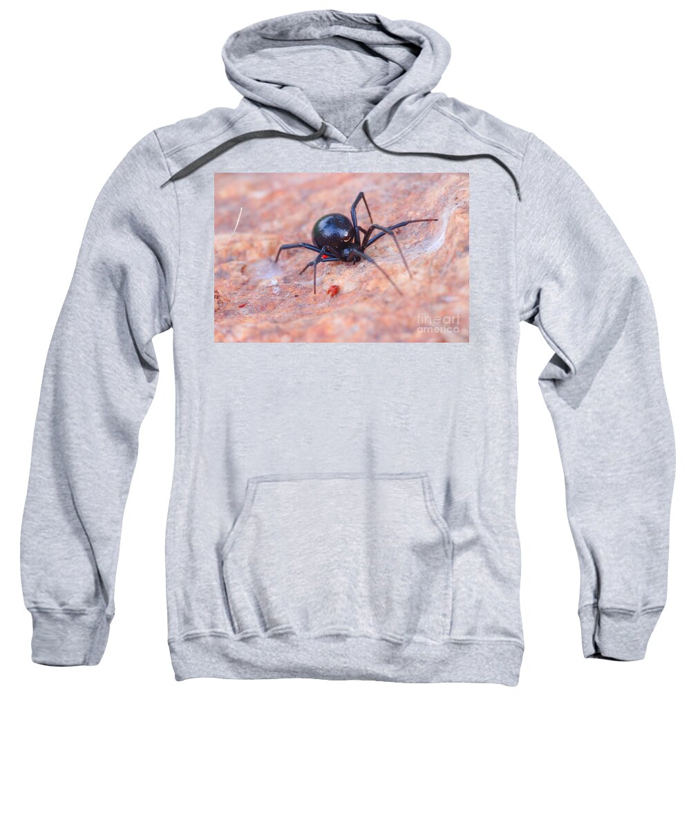 James Smullins Sweatshirt featuring the photograph Black widow spider by James Smullins