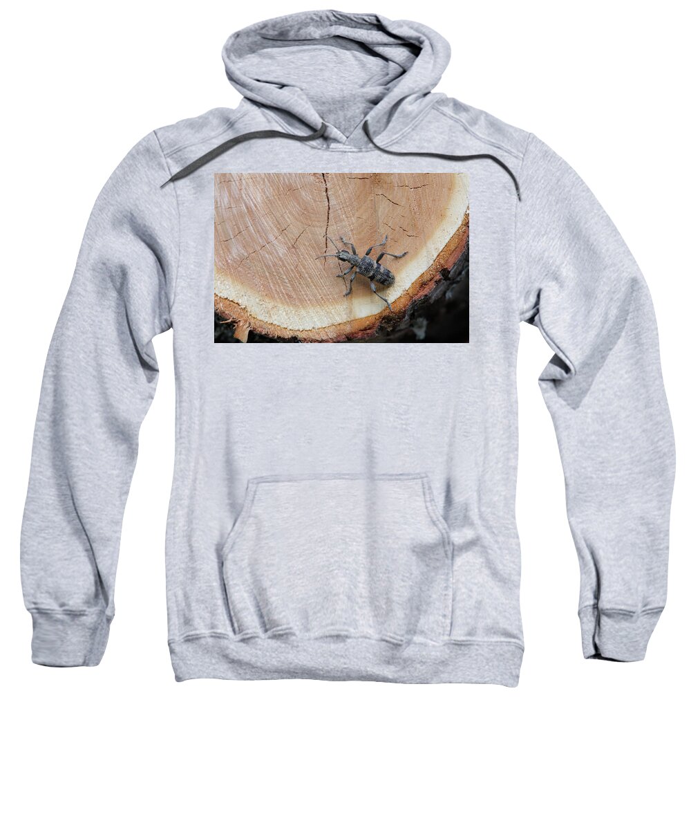 Insect Sweatshirt featuring the photograph Blackspotted pliers support beetle by Ulrich Kunst And Bettina Scheidulin