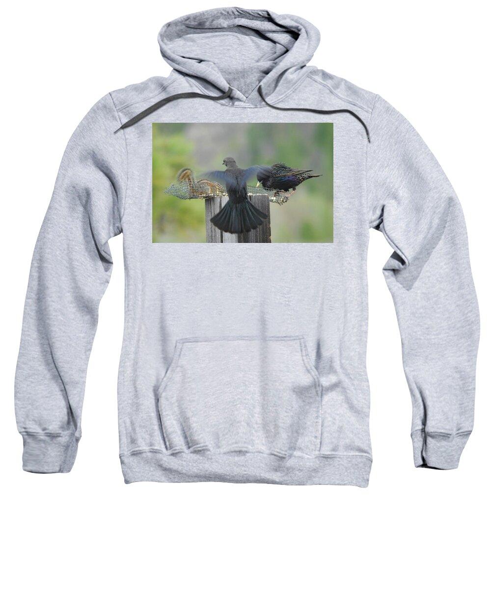 Bird Sweatshirt featuring the photograph Bless This Meal by Donna Blackhall