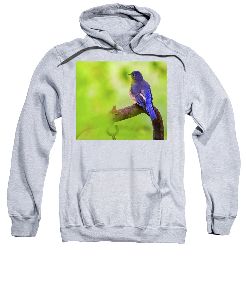 Bird Sweatshirt featuring the photograph Blue Bird by Chuck Brown