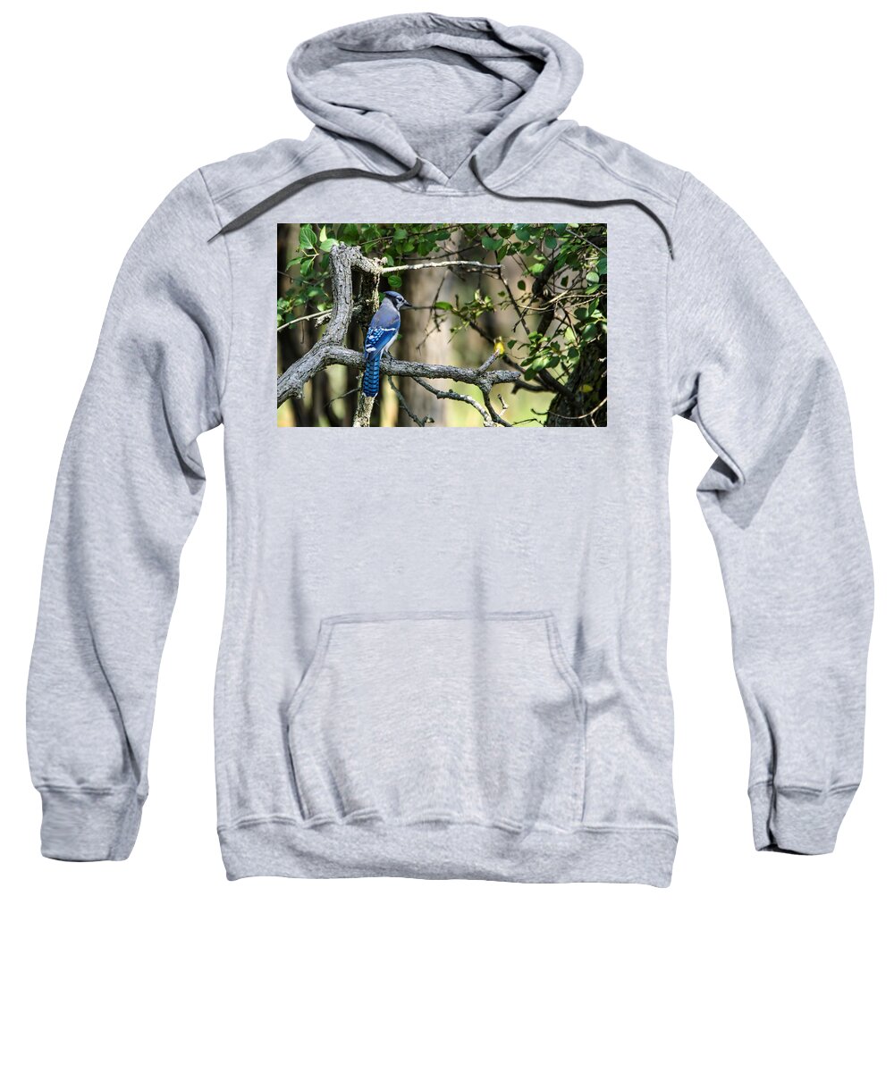 Blue Jay Sweatshirt featuring the photograph Blue Jay by Peter Ponzio