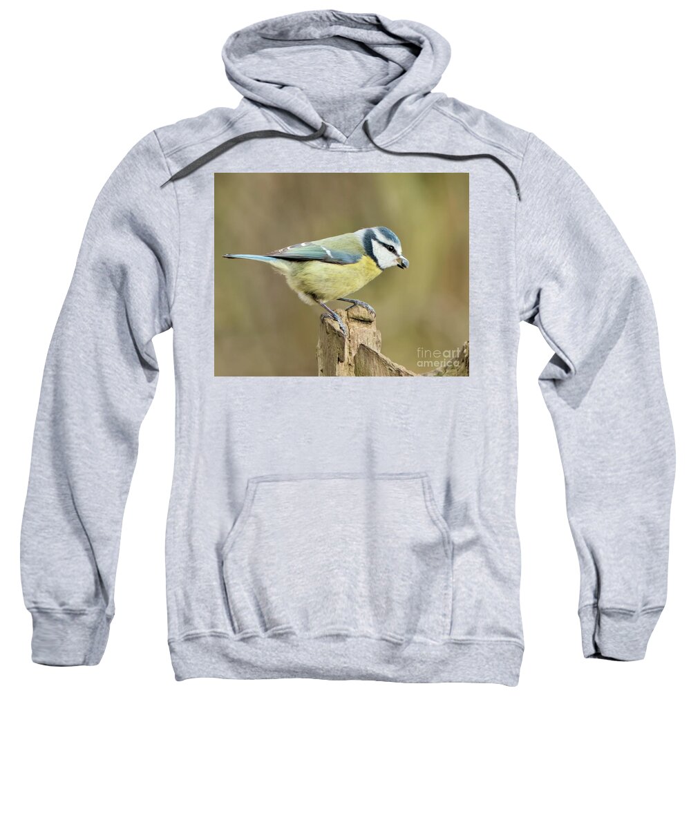  Sweatshirt featuring the photograph Blue Tit by Stephen Melia