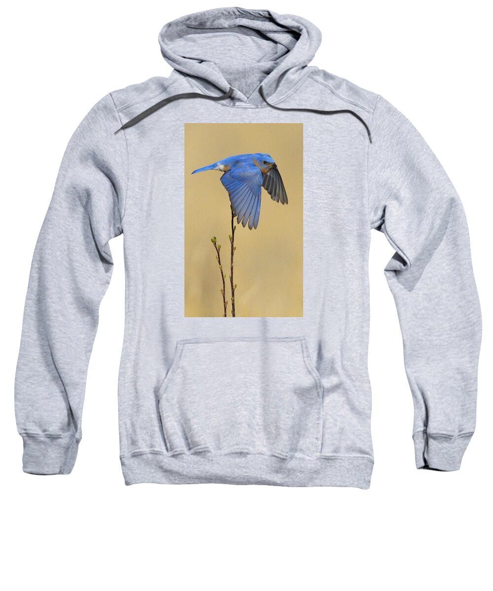 Bluebird Sweatshirt featuring the photograph Bluebird Takes Flight by William Jobes