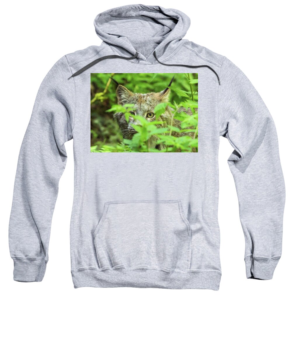 Bobcat Sweatshirt featuring the photograph Bobcat in the bushes by Timothy Anable