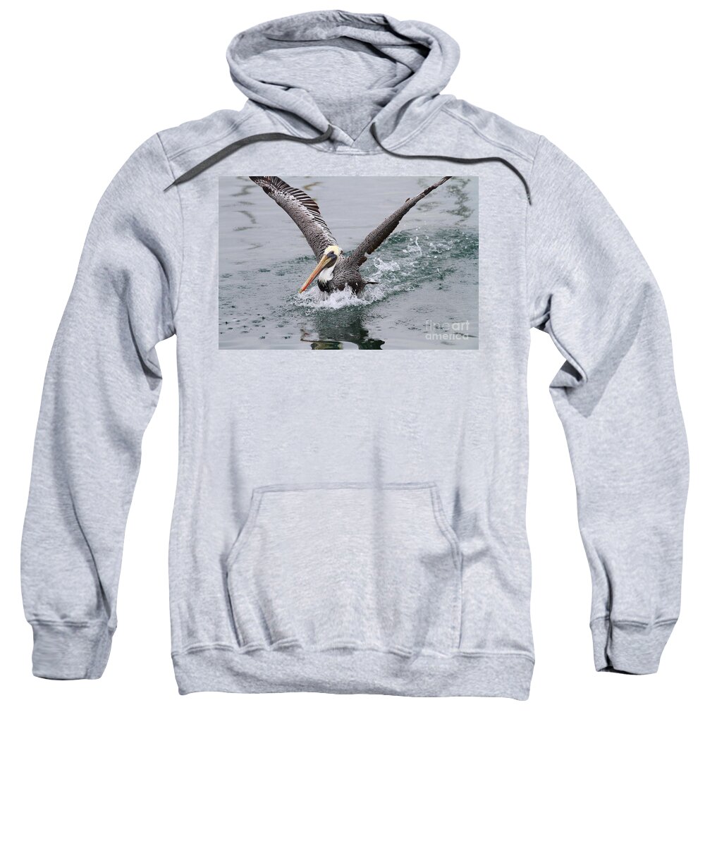 Animal Sweatshirt featuring the photograph Brown Pelican Landing On Water . 7D8372 by Wingsdomain Art and Photography