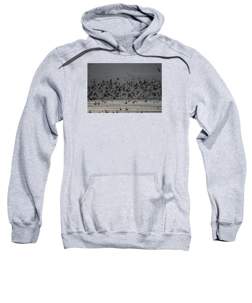 Birds In Flight Sweatshirt featuring the photograph Brown Pelicans and Pilings by Robert Potts