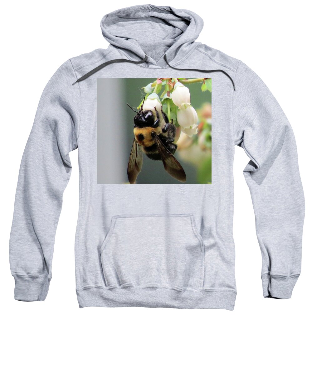 Bees Sweatshirt featuring the photograph Busy Bee on Blueberry Blossom by Linda Stern