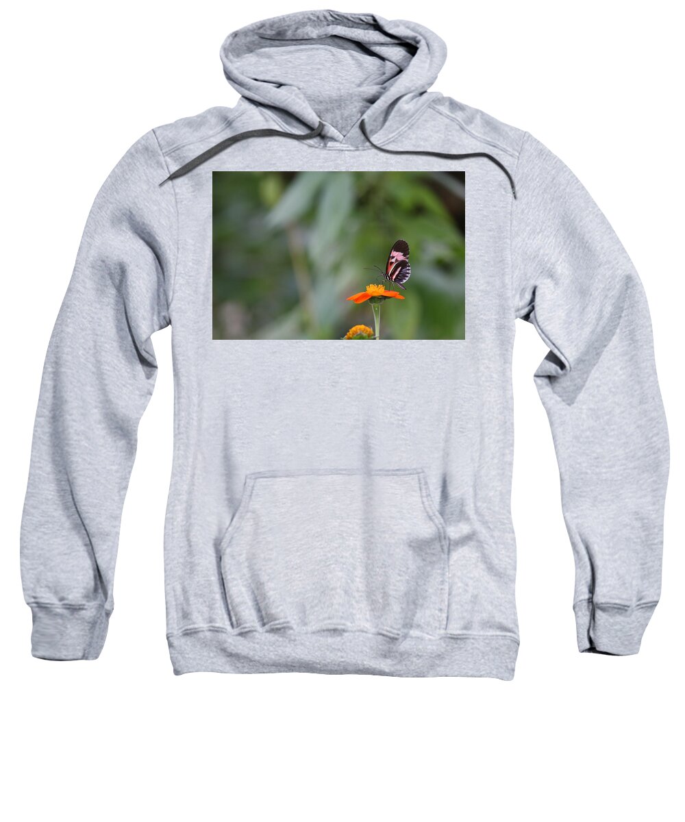 Butterfly Sweatshirt featuring the photograph Butterfly 16 by Michael Fryd