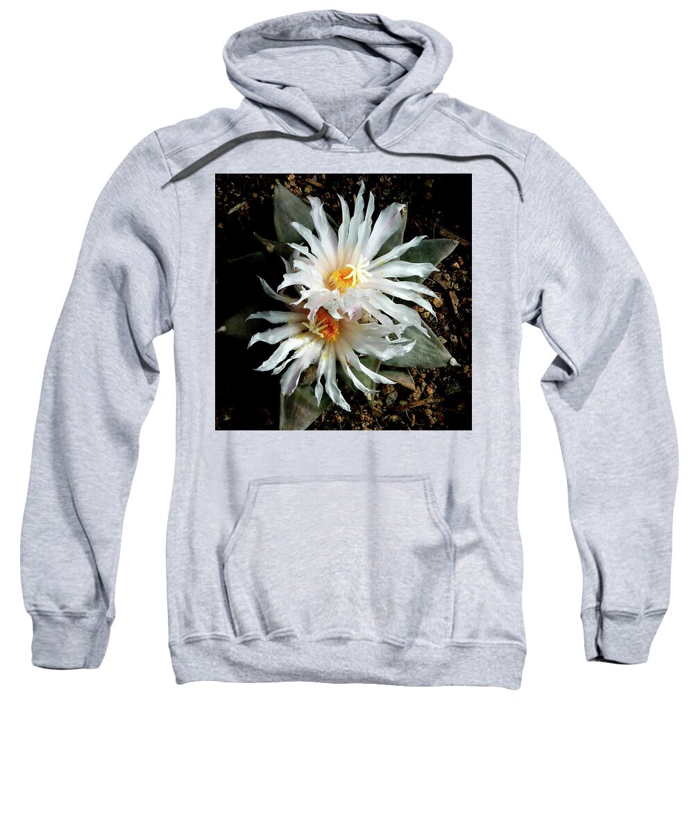Cactus Sweatshirt featuring the photograph Cactus Flower 7 2 by Selena Boron