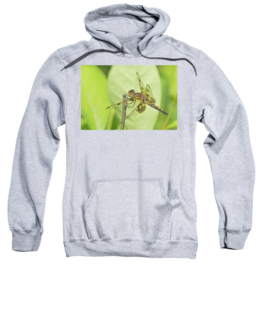 Dragonfly Sweatshirt featuring the photograph Calico Pennant by Jim Zablotny