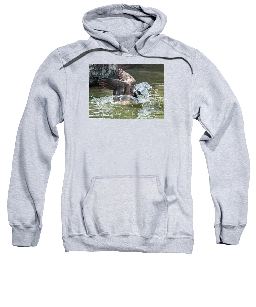 Canada Goose Sweatshirt featuring the photograph Canada Goose Plunge by Stephen Johnson
