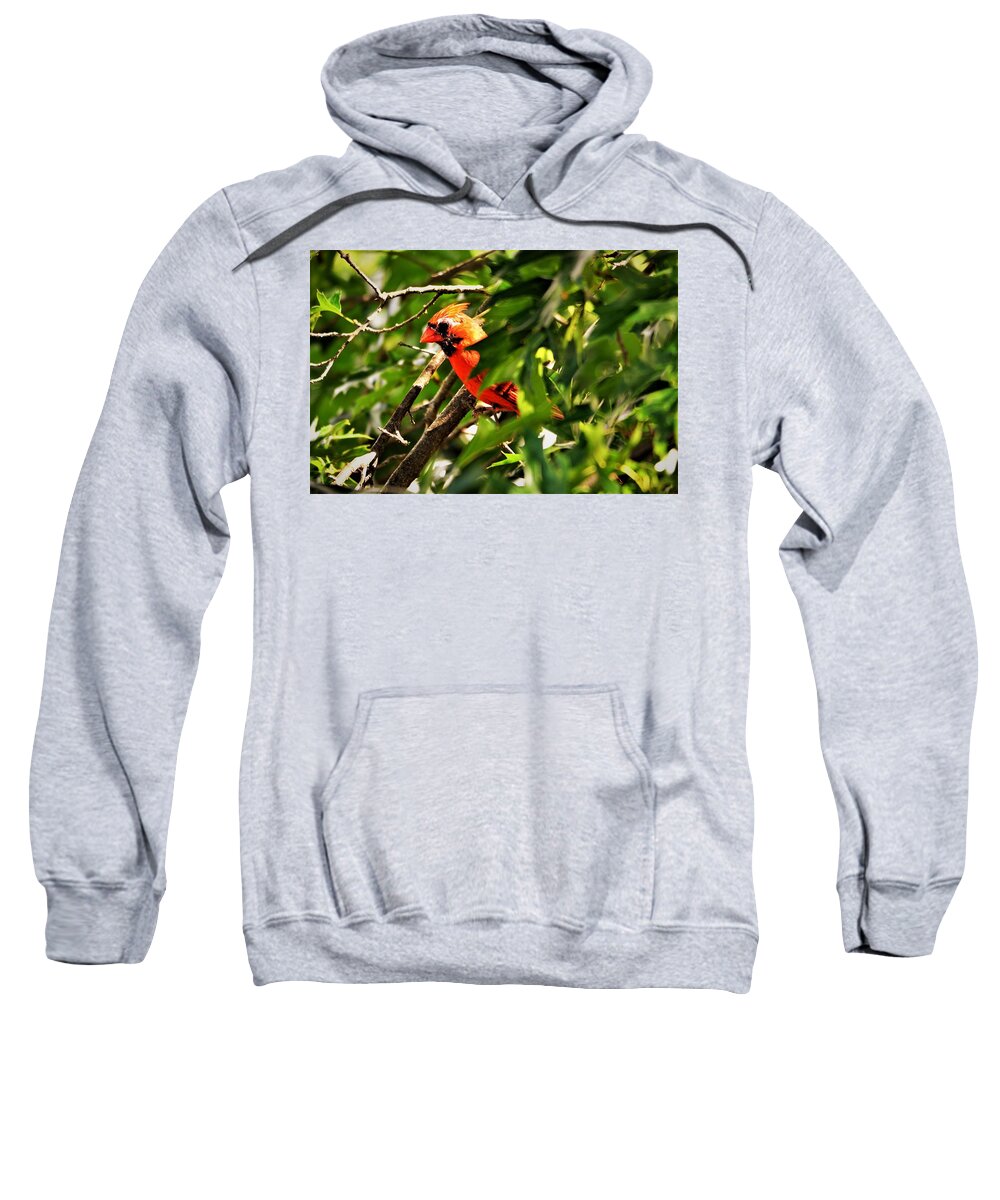 Cardinal Sweatshirt featuring the photograph Cardinal in Tree by Chuck Brown