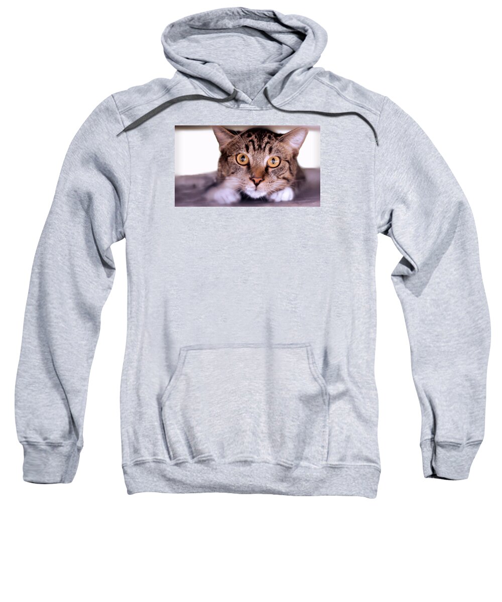 Landscape Sweatshirt featuring the photograph Cat Crawl by Morgan Carter