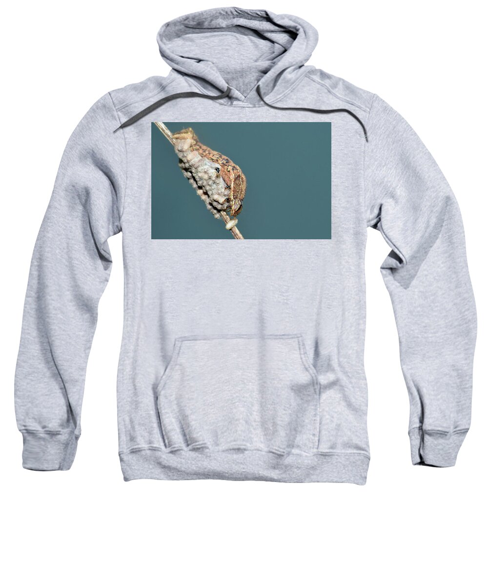 Photograph Sweatshirt featuring the photograph Caterpillar and Parasitic Wasp/Eggs by Larah McElroy