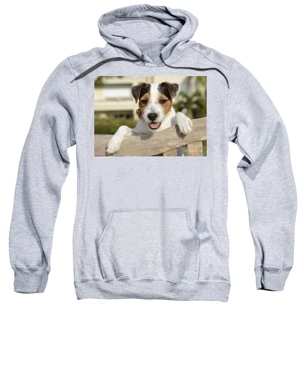 Jack Russel Terrier Sweatshirt featuring the photograph Chance 2 by Jan Daniels