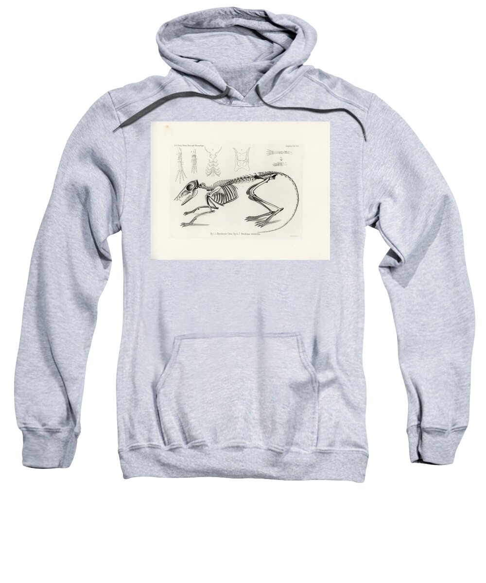Osteology Sweatshirt featuring the drawing Checkered Elephant Shrew skeleton by W Wagenschreiber