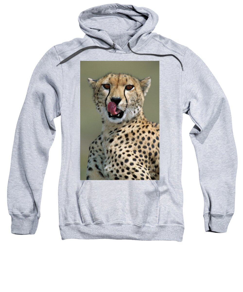 00344996 Sweatshirt featuring the photograph Cheetah Licking by Yva Momatiuk John Eastcott