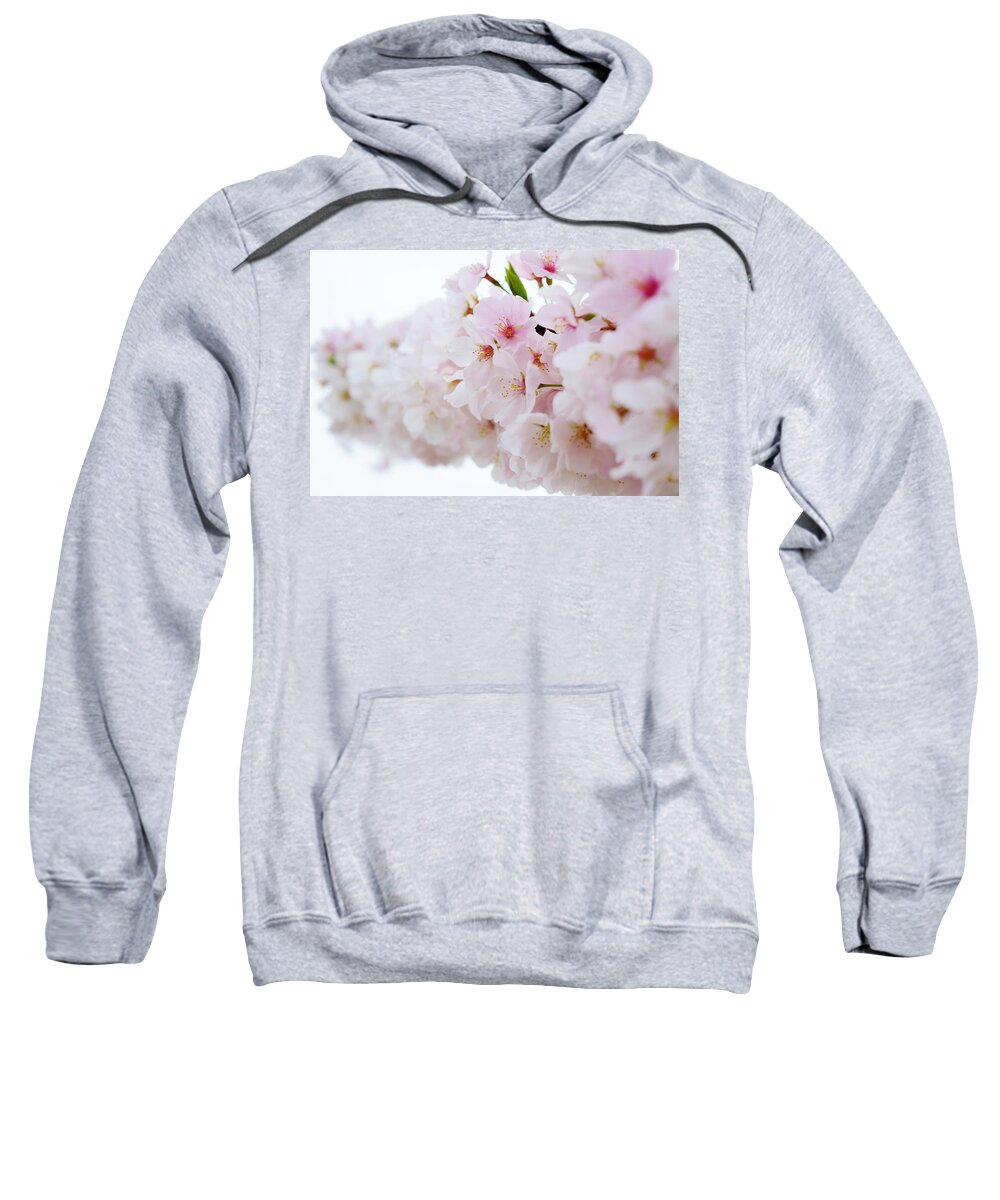Cherry Blossom Sweatshirt featuring the photograph Cherry Blossom Focus by Nicole Lloyd