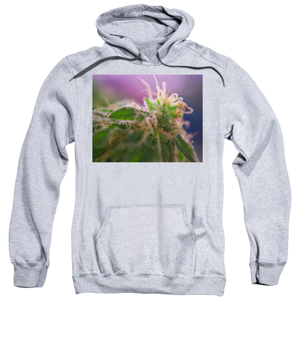 Bud Sweatshirt featuring the photograph Colorful cannabis flower by Tom Handley