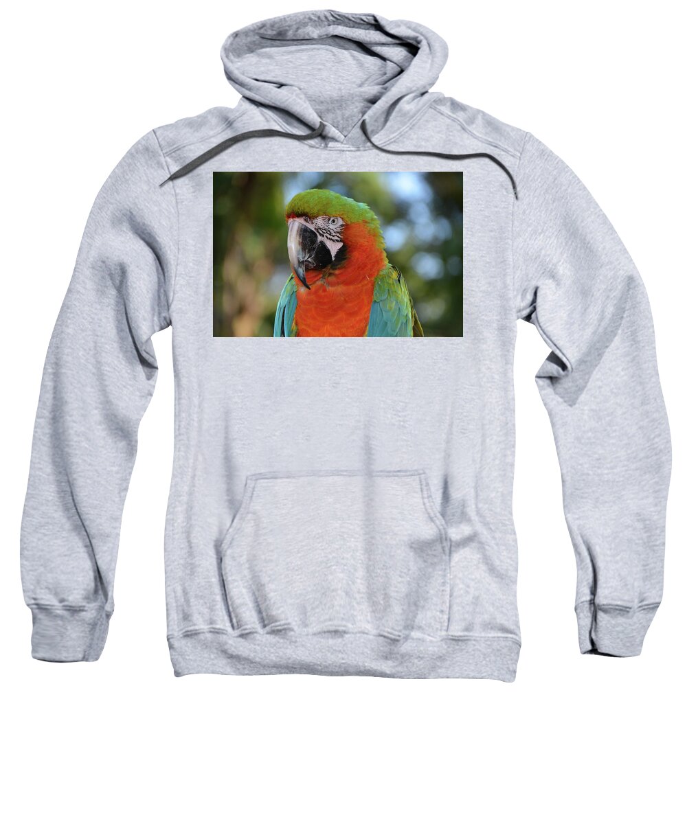 Macaw Sweatshirt featuring the photograph Colorful Macaw Looking Left by Artful Imagery