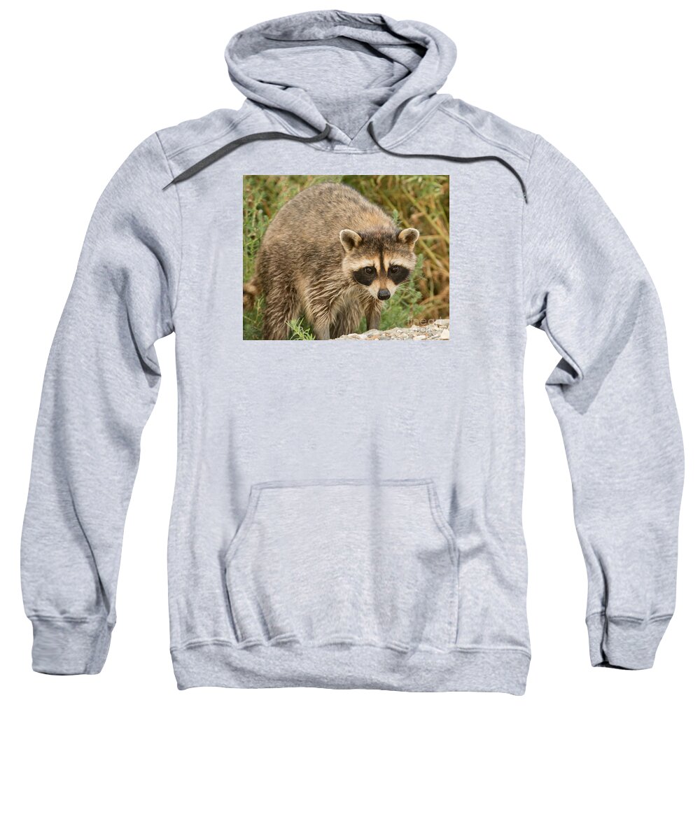 Mammal Sweatshirt featuring the photograph Common Raccoon by Dennis Hammer