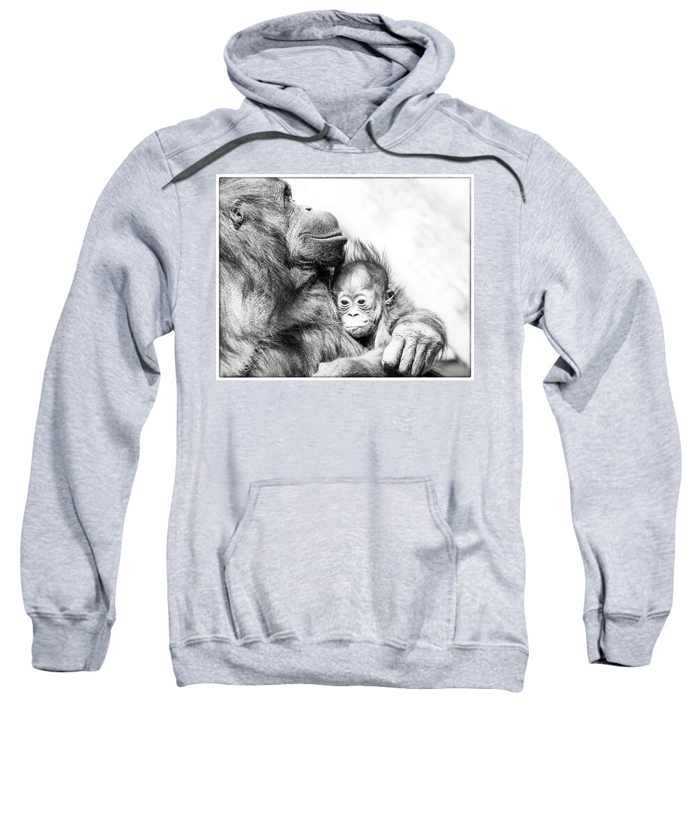 Crystal Yingling Sweatshirt featuring the photograph Contentment by Ghostwinds Photography