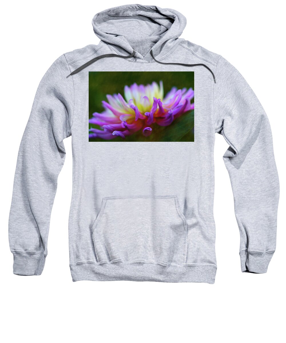 Bloom Sweatshirt featuring the photograph Dahlia Bloom by Robert FERD Frank