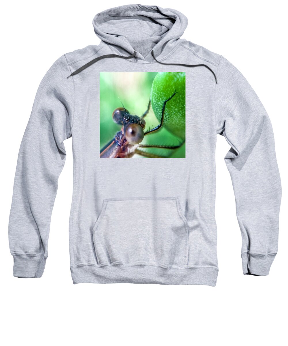 Insect Sweatshirt featuring the photograph Damsel Fly by Terri Hart-Ellis