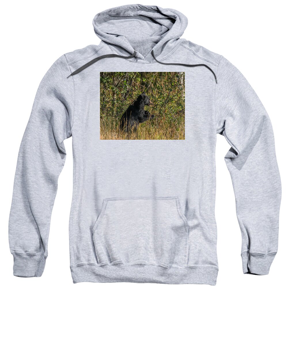 Dancing Sweatshirt featuring the photograph Dancing Bear by Yeates Photography