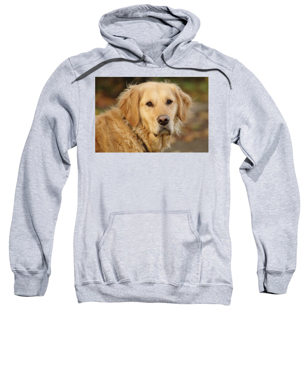 Dog Sweatshirt featuring the photograph Dog With Dark Brown Eyes by Adrian Wale