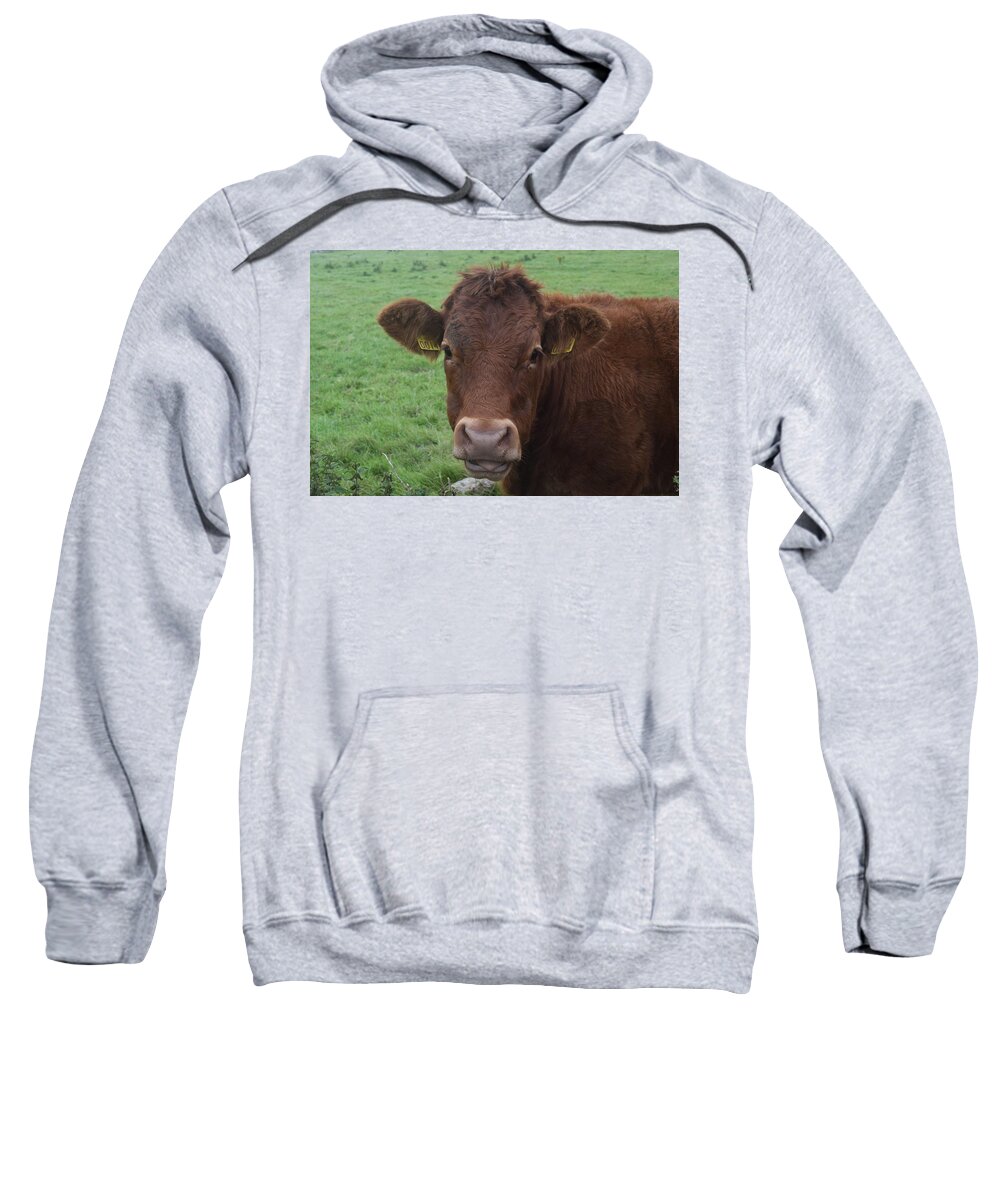 Ireland Sweatshirt featuring the photograph Doolin Cow by Curtis Krusie