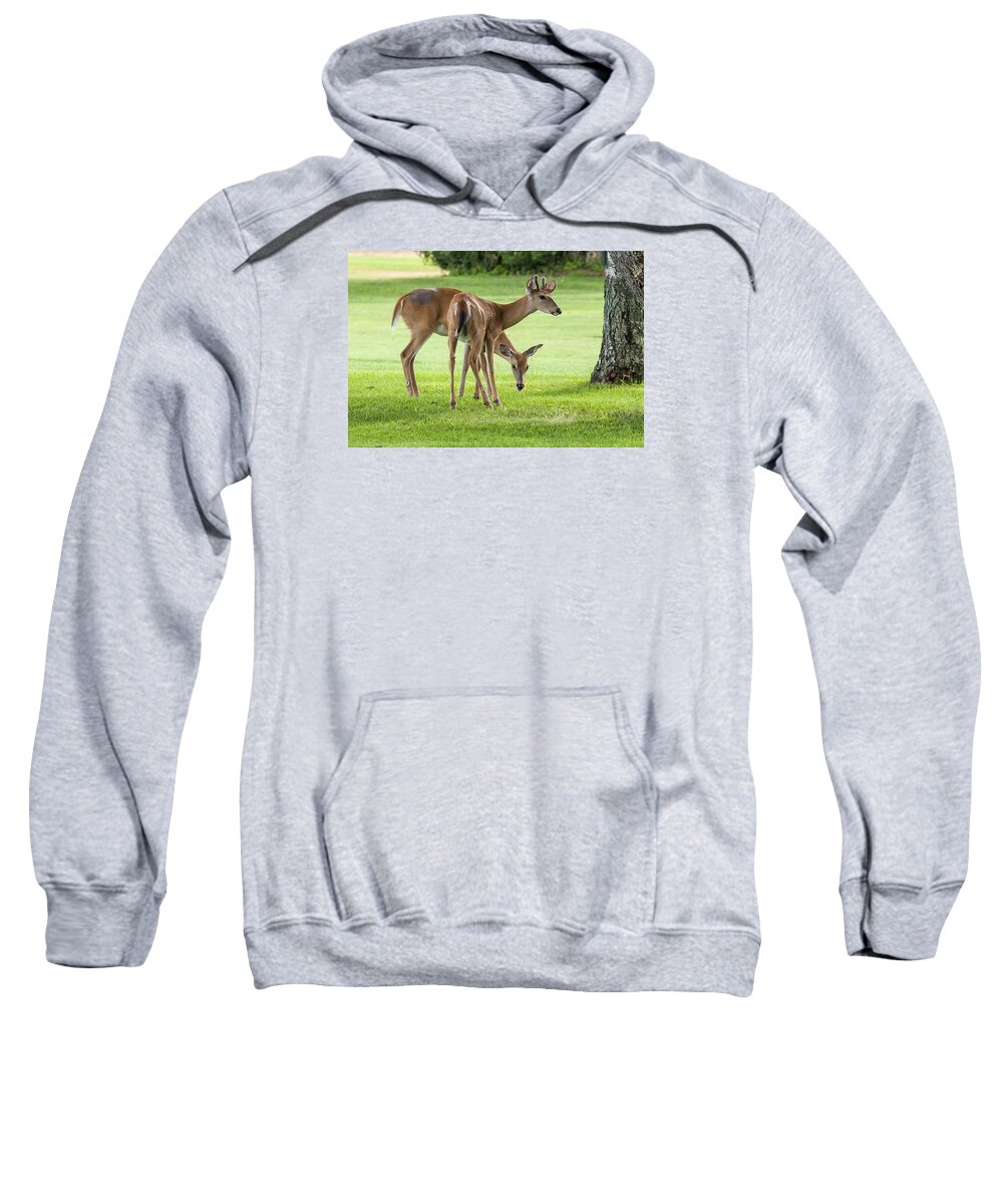Deer Sweatshirt featuring the photograph Double Deer by Cathy Kovarik