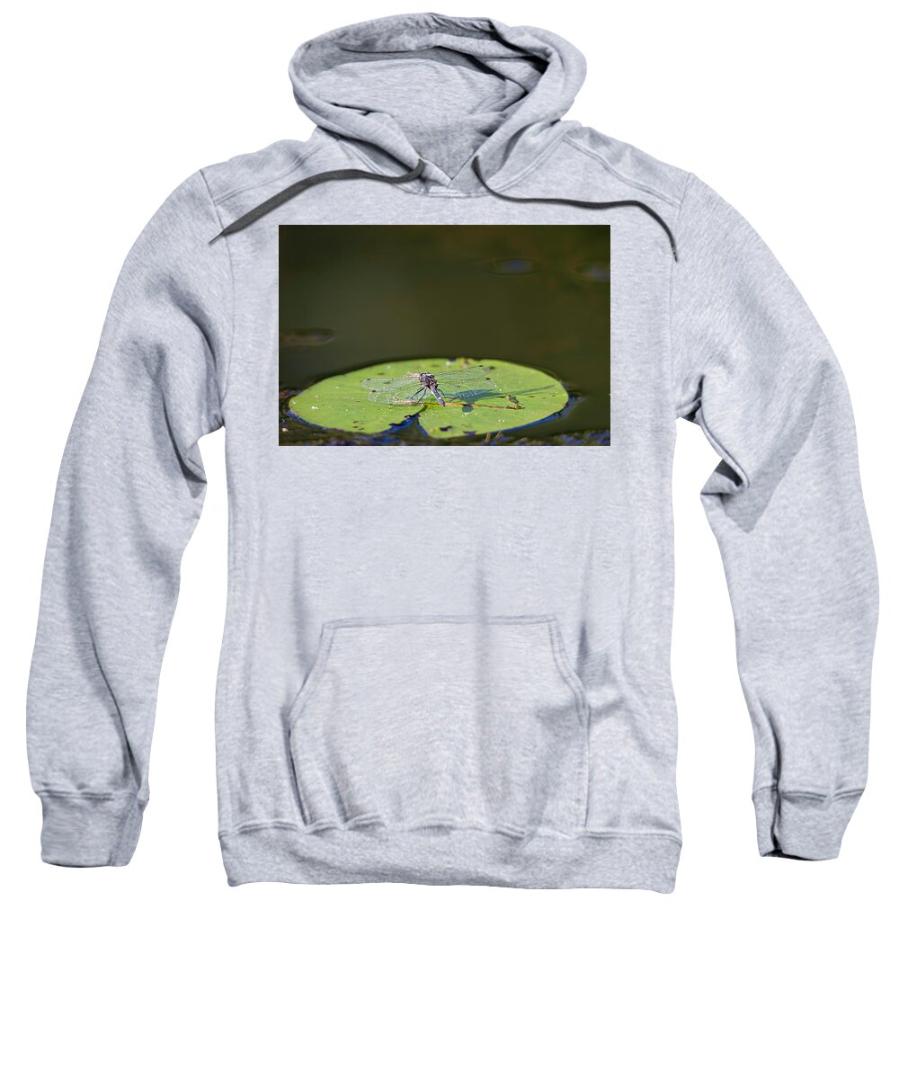 Dragonfly Sweatshirt featuring the photograph Dragonfly by Benjamin Dahl