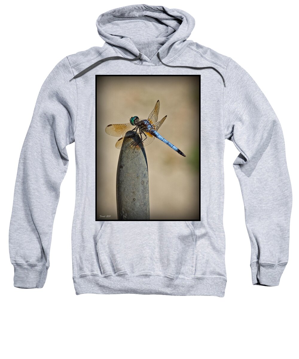 Insect Sweatshirt featuring the photograph Dragonfly by Farol Tomson