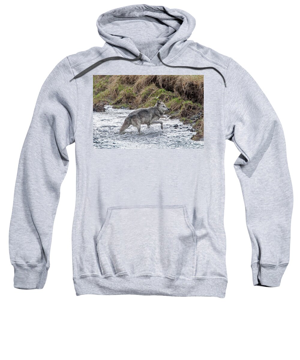 Wolf Sweatshirt featuring the photograph Druid Wolf 21M in Soda Butte Creek by Mark Miller