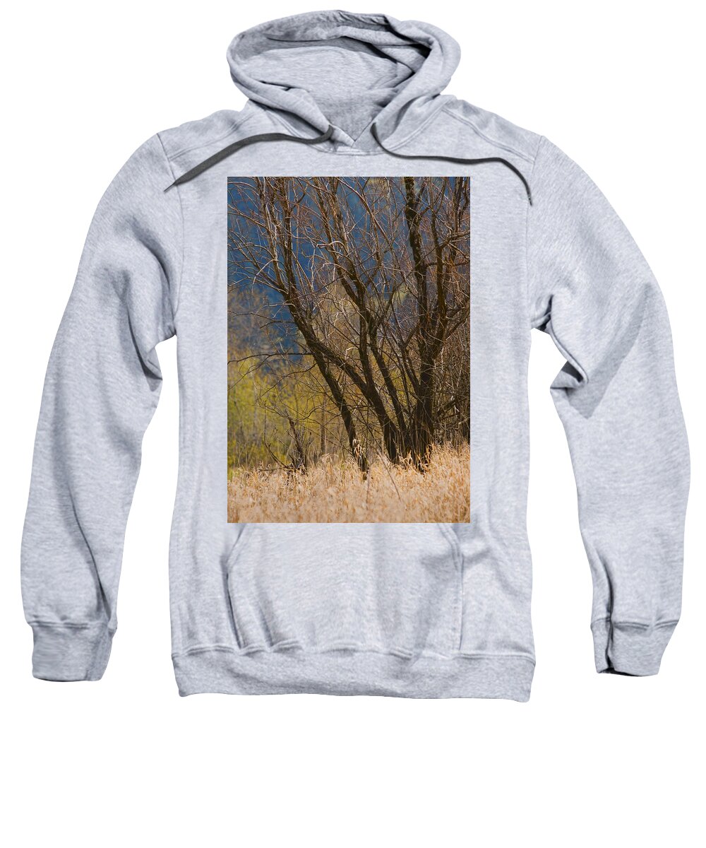 Early Spring Sweatshirt featuring the photograph Early Spring Abstract by John Christopher