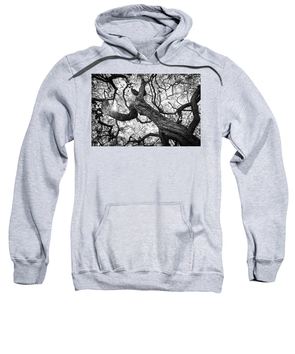 Tree Sweatshirt featuring the photograph Ethereal Maple by Scott Campbell