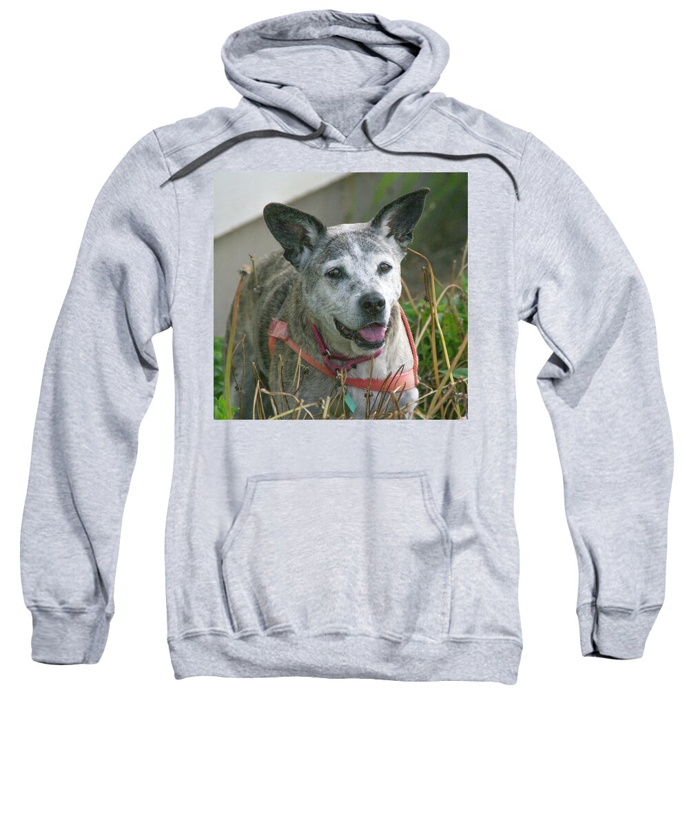 Dogs Sweatshirt featuring the photograph Eurieka Trip-0100. by Karen W Meyer