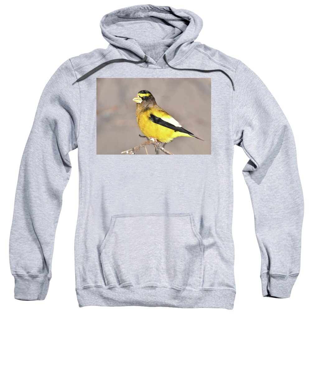 Bird Sweatshirt featuring the photograph Evening Grosbeak by Alan Lenk