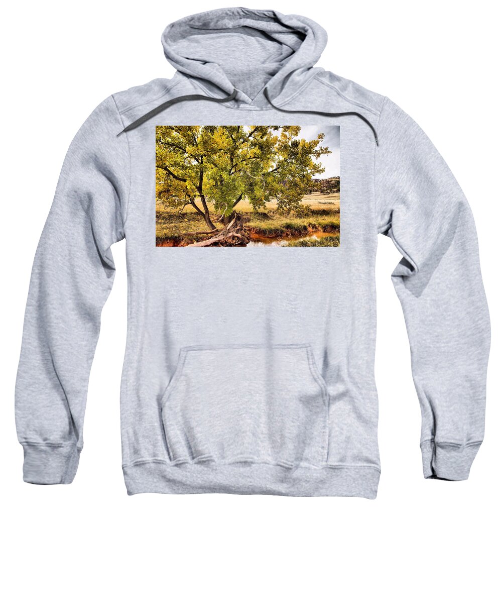 Trees Sweatshirt featuring the photograph Fall Color by Donald J Gray