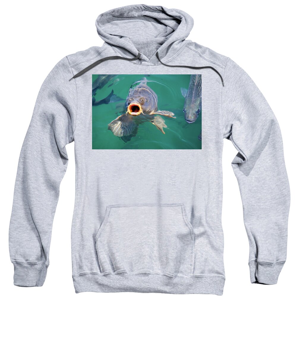 Feed Me Sweatshirt featuring the photograph Feed Me by Anthony Jones