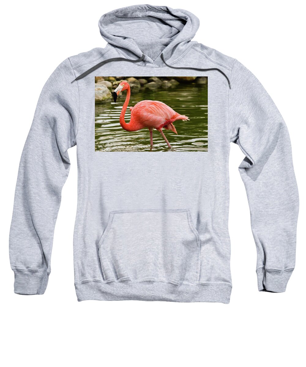 Flamingo Sweatshirt featuring the photograph Flamingo Wades by Nicole Lloyd