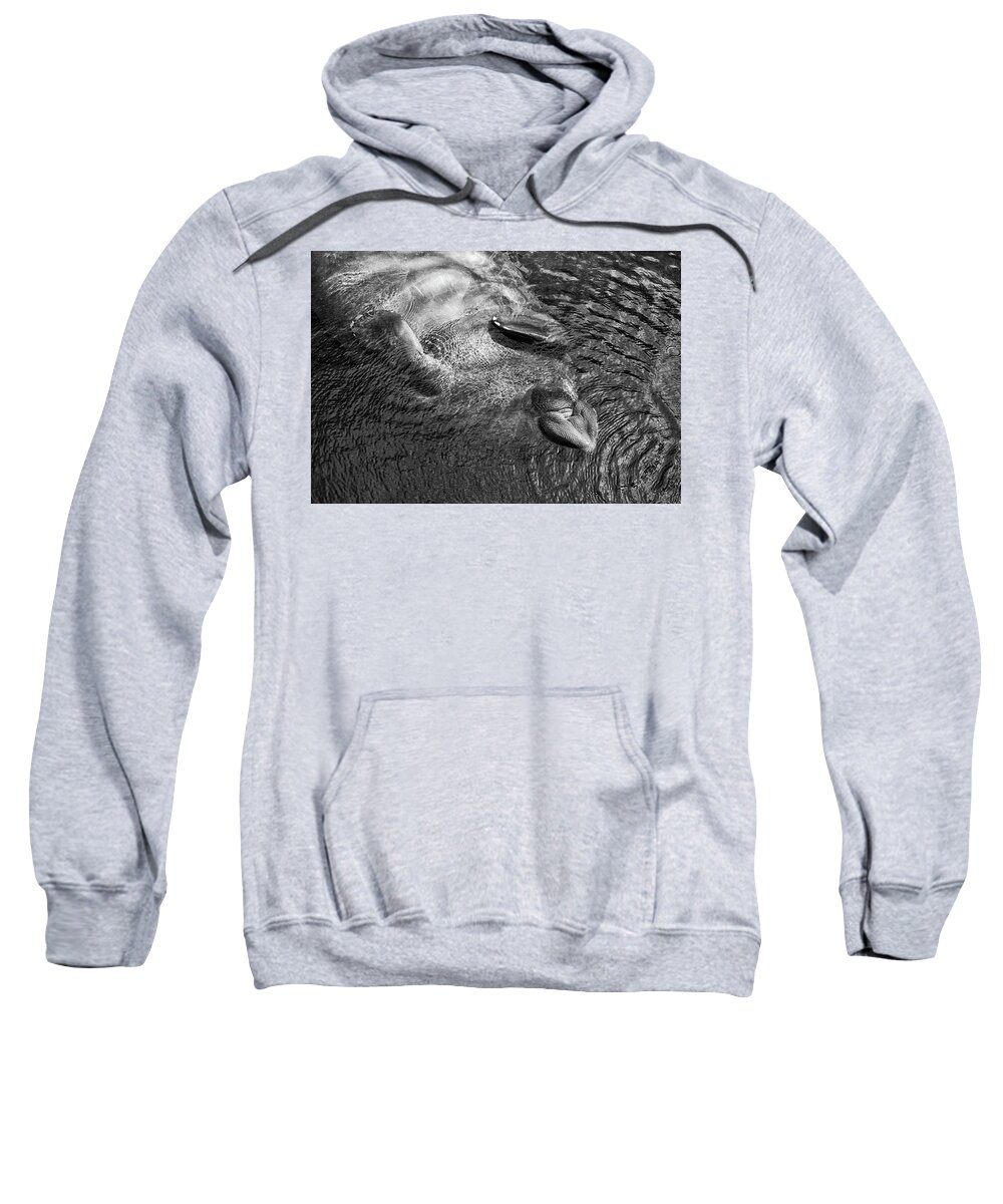 Manatee Sweatshirt featuring the photograph Floating Manatee by Louise Lindsay