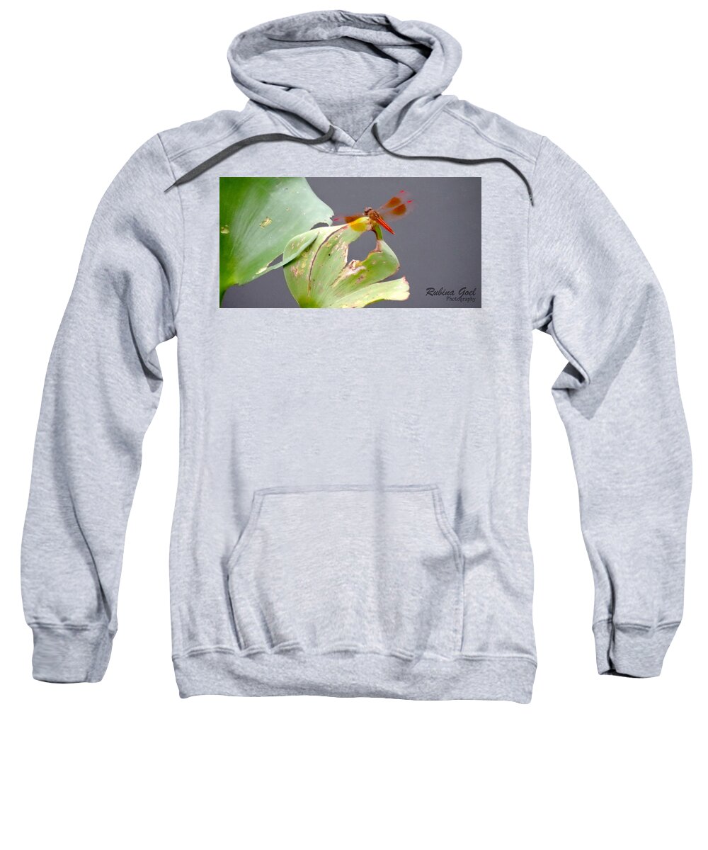 Insect Sweatshirt featuring the photograph Flutter by Rubina Goel