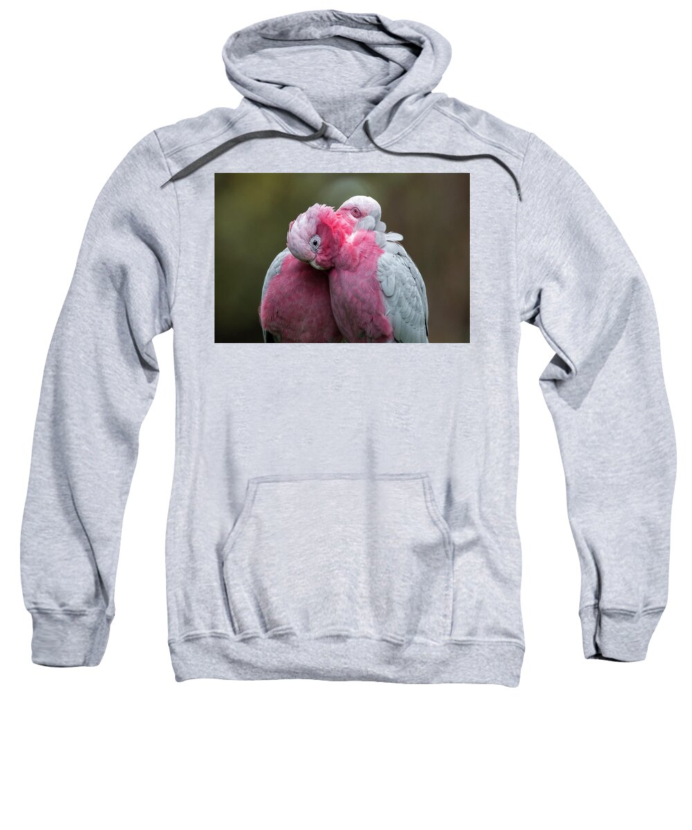 Bird Sweatshirt featuring the photograph Galahs by Diana Andersen