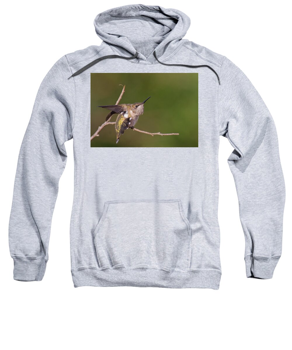 Ruby-throated Hummingbird Sweatshirt featuring the photograph Getting Ready To Fly by Jim Zablotny